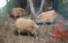 4MP