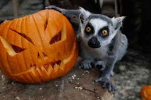 POZVÁNKA - TÝDEN DUCHŮ V ZOO @ ZOO Dvůr Králové