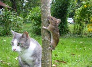 ZVĚŘINEC PRO KAŽDÉHO 8. - Schovaná zvířátka @ Klubovna Slovany