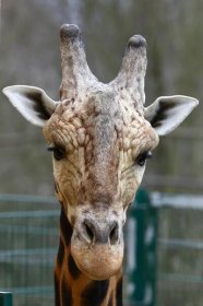 Zvěřinec pro každého 12 @ Klubovna Slovany