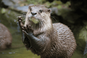 Zvěřinec pro každého 18.