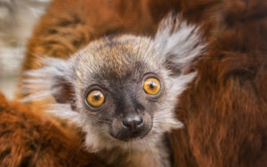 Zvěřinec pro každého 16. @ Klubovna Slovany