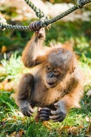 Zvěřinec pro každého 21. - Opice v džungli @ park Schulzovy sady (u posilovny)