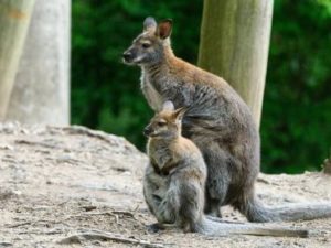Zvěřinec pro každého 21. @ klubovna Slovany